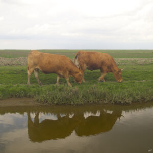 Ada Goverde - spiegeltje spiegeltje